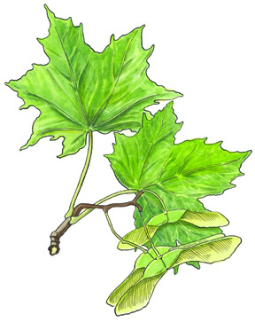 Maple Leaf